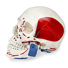 Human Skull Anatomy Model with Painted Muscles