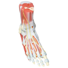 Human Foot Muscle Anatomy Model