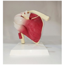 Life-Size Muscular Shoulder Joint Anatomy Model