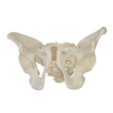 Adult Male Pelvis Anatomy Model