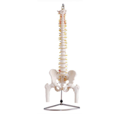 Life-Size Vertebral Column Model with Pelvis and Femur Heads, 85 cm Life-Size Vertebral Column Model with Pelvis and Femur Heads, 85 cm