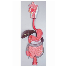 Human Digestive System Anatomy Model, Indian Version