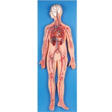 Human Circulatory System Anatomy Model, Indian Version