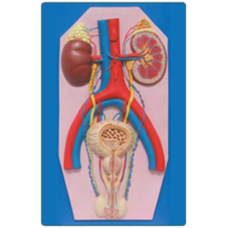 Human Excretory System Anatomy Model