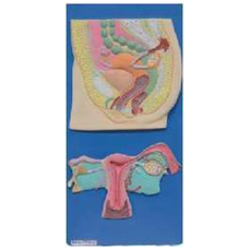 Female Reproductive System Anatomy Model, Indian Version