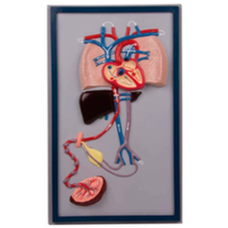 Fetal Circulation Anatomy Model