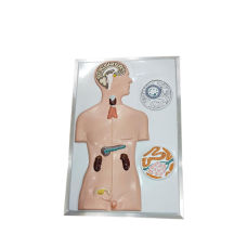 Human Endocrine System Anatomy Model