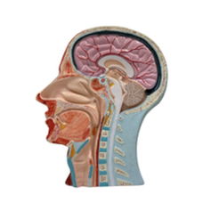Half Head Anatomy Model with Nerves and Blood Vessels