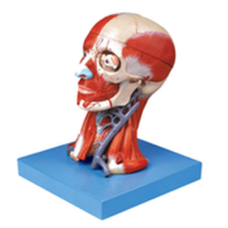Head and Neck Muscle Anatomy Model with Vascular Brain