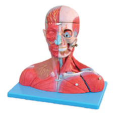 Head and Neck Anatomy Model with Brain, Blood Vessels and Nerves
