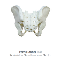 Full Pelvis and Sacrum Practice Bone Model