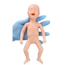 24-Week Premature Infant Anatomy Model 24-Week Premature Infant Anatomy Model