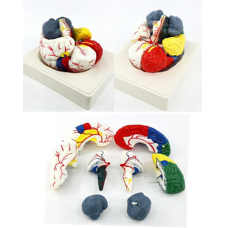 Coloured Human Brain Anatomy Model, 8 Parts