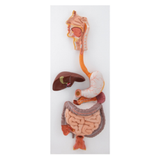 Human Digestive System Anatomy Model, Imported Version