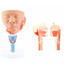 Human Head Anatomy Model with Pharyngeal Muscles