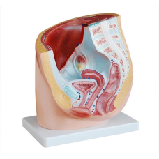 Female Pelvis Section Anatomy Model, 1 Part