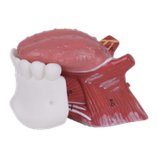 Human Tongue and Teeth Anatomy Model