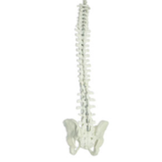 Full Spine and Pelvis Practice Bone Model