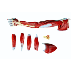 Human Arm Muscle Anatomy Model with Blood Vessels and Nerves