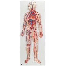 Human Circulatory System Anatomy Model, Imported Version