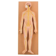 Human Nervous System Anatomy Model, Imported Version