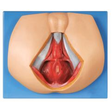 Male Perineum Anatomy Model Male Perineum Anatomy Model