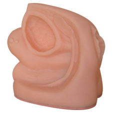 Advanced Female Internal and External Genital Organ Model