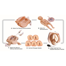 Abdominal Palpation and Childbirth Mechanism Training Simulator