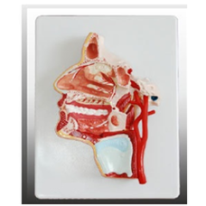 Human Head Anatomy Model