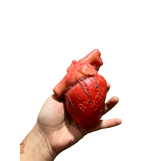 Silicone Human Heart Anatomy Model